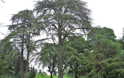 Symbole d’espoir, de liberté et de mémoire… je suis ?